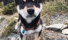 训犬师爆料糯米视频下载,糯米视频下载背后的惊人内幕